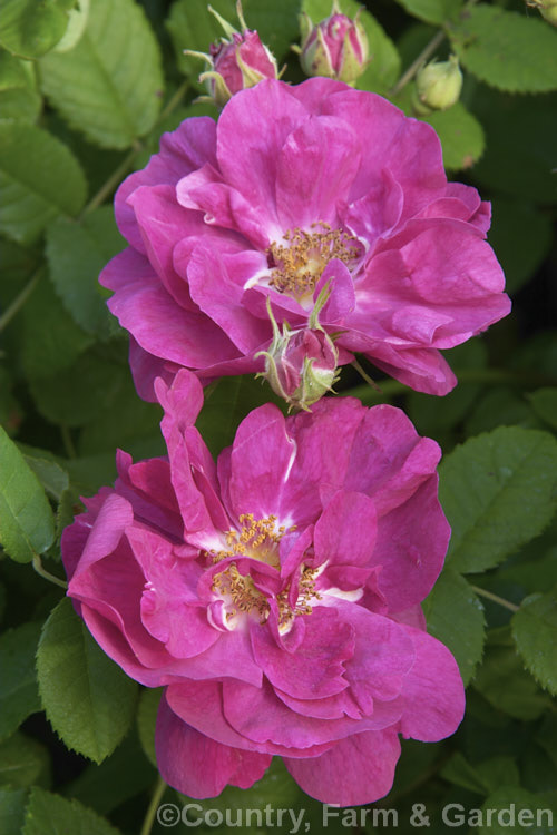 Apothecaries'. Rose (<i>Rosa gallica 'Officinalis'), a form of the French Rose thought to have been brought to Europe from Damascus and known since the 13th century. Order: Rosales, Family: Rosaceae