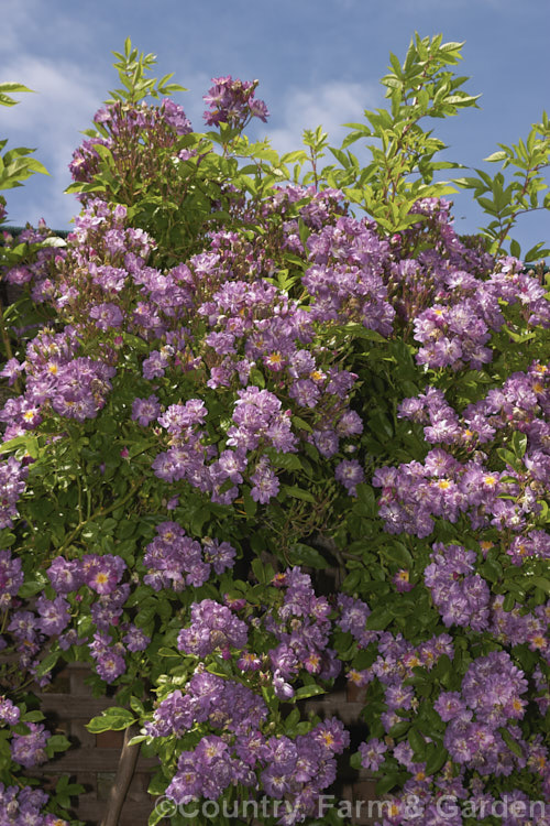 Rosa 'Veilchenblau' ('Crimson Rambler' x 'Erinnerung an Brod'), a Climbing Polyantha or Rambler. Rose with very distinctive small greyish purple flowers in abundance. It is once-blooming, fragrant and quite shade-tolerant. Order: Rosales, Family: Rosaceae