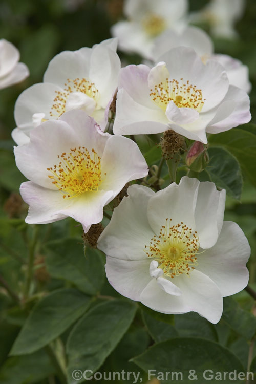 Rosa 'Dupontii', a species hybrid, probably between Rosa gallica and Rosa moschata or Rosa arvensis. It has fragrant flowers and was raised in France early in the 19th century. Over 2m tall. Order: Rosales, Family: Rosaceae