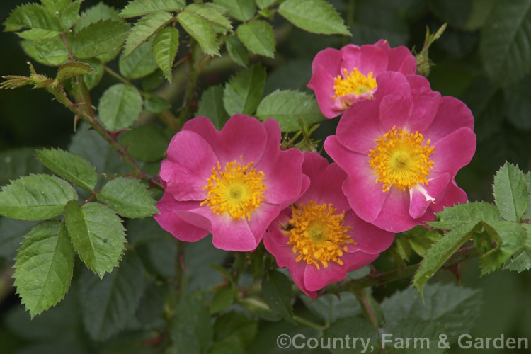Rosa 'Meg. Merrilees', an Eglanteria. Shrub rose raised by Penzance in 1894. Its deep pink single flowers are followed by the abundant small orange-red hips shown here. Order: Rosales, Family: Rosaceae
