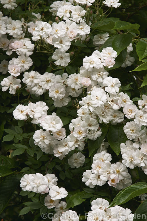 Rosa 'Aglaia' (<i>Rosa multiflora x 'Reve d'Or'), a rambling Hybrid Multiflora rose raised in 1896 by Schmitt of France. The fragrant flowers open a soft pink-tinted yellow but quickly become white. The plant is a rampant grower and can grow to over 5m high and wide. Seen here covering an old cherry tree. Order: Rosales, Family: Rosaceae