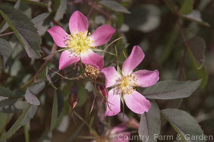 Rosa glauca (syn. Rosa rubrifolia</i>), a very hardy shrub native to the mountains of central and southern Europe. Notable for its blue-green foliage. Order: Rosales, Family: Rosaceae
