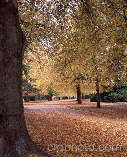 An avenue of Common Lime of Linden (<i>Tilia x vulgaris</i>) trees in autumn. This widely grown tree is a hybrid, probably a natural one, between two Eurasian species: Tilia cordata and Tilia platyphyllos. Order: Malvales, Family: Malvaceae
