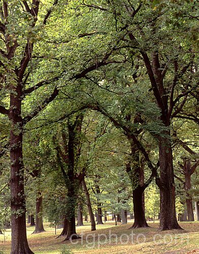 An area of a large park planted in the woodland style with Turkey Oak (<i>Quercus cerris</i>), a deciduous tree, up to 40m tall, native to central and southern Europe and western Asia