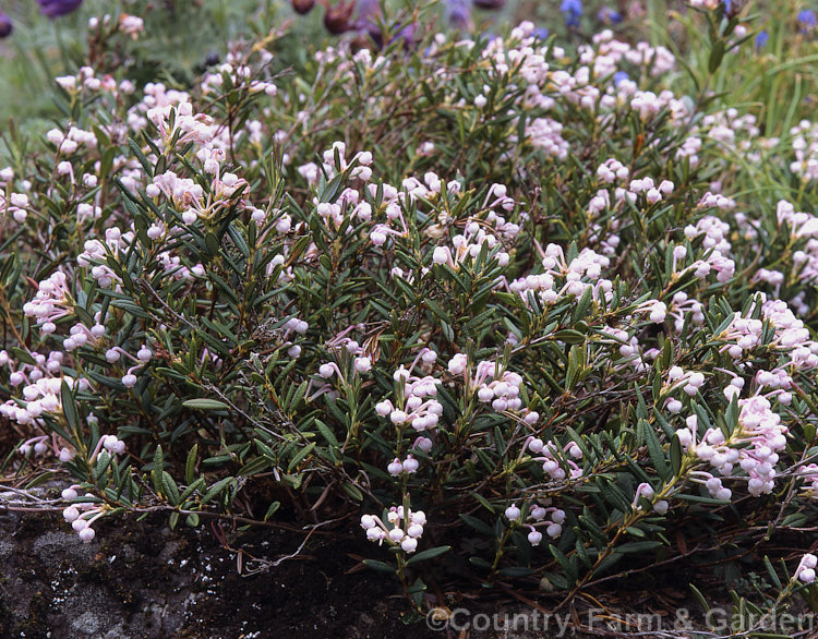 Bog Rosemary (<i>Andromeda polifolia</i>), a small, evergreen, wiry-stemmed shrub that occurs naturally over much of Europe and south central Russia. Order: Ericales, Family: Ericaceae