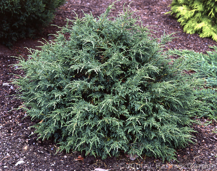 Chamaecyparis lawsoniana 'Tharandtensis. Caesia', a dwarf, blue-grey-foliaged cultivar of the Lawson cypress of western North America. chamaecyparis-2076htm'>Chamaecyparis. Order: Pinales, Family: Cupressaceae