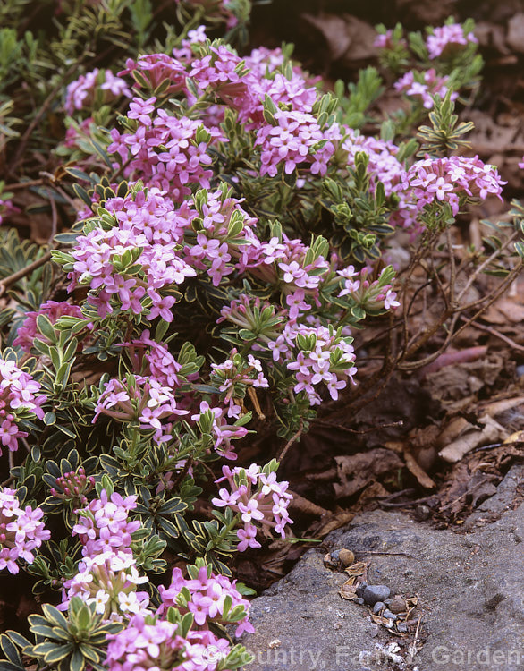 Daphne cneorum 'Variegata', a dark-flowered, variegated foliage cultivar of the Garland. Flower or Rock Daphne, a small, spreading, evergreen shrub found from northwest Spain to southwest Russia. Order: Malvales, Family: Thymelaeaceae