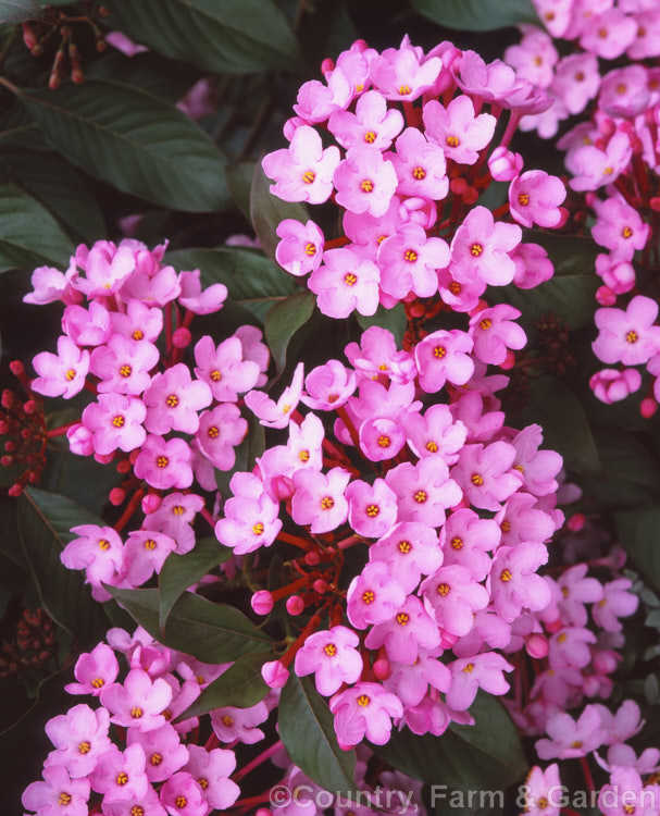 Luculia gratissima 'Early. Dawn', a large-flowered cultivar of a frost-tender evergreen shrub native to the Himalayan region. The flowers open in winter and are fragrant. luculia-3107htm'>Luculia. <a href='rubiaceae-plant-family-photoshtml'>Rubiaceae</a>.