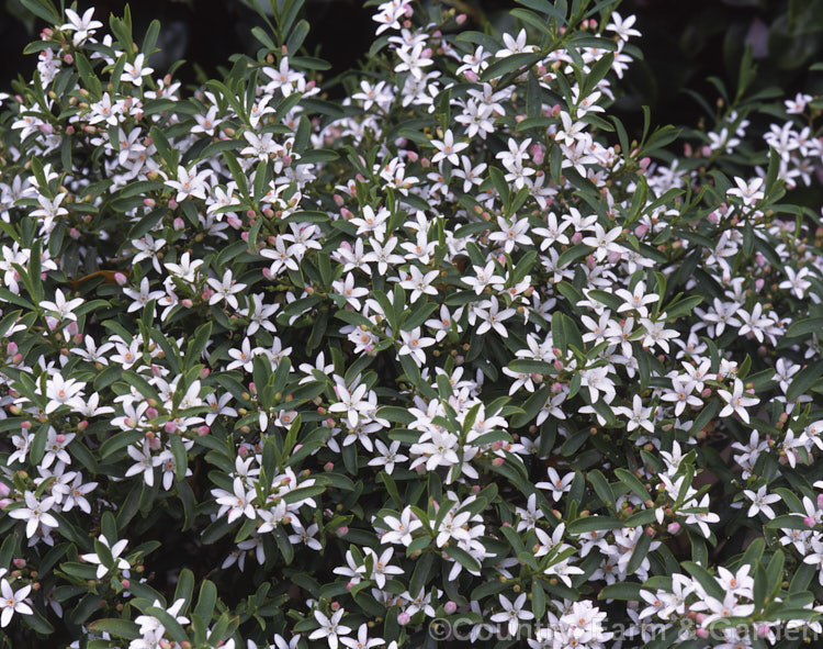 Philotheca (syn. Eriostemon</i>) myoporoides 'Profusion', a compact, heavy-flowering cultivar of a 2m high evergreen shrub native to eastern Australia. It is a citrus relative, is smothered with oil glands and is highly aromatic, but the flowers are unscented. Order: Sapindales, Family: Rutaceae