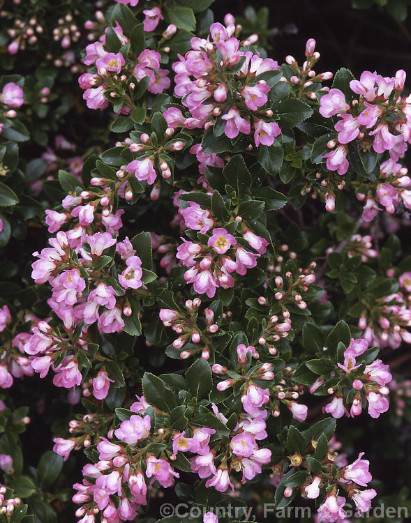 Escallonia x langleyensis 'Apple Blossom', one of several. Escallonia rubra x Escallonia virgata hybrids, this shrub is relatively compact and often used for hedges up to 12m high. escallonia-2244htm'>Escallonia. <a href='escalloniaceae-plant-family-photoshtml'>Escalloniaceae</a>.