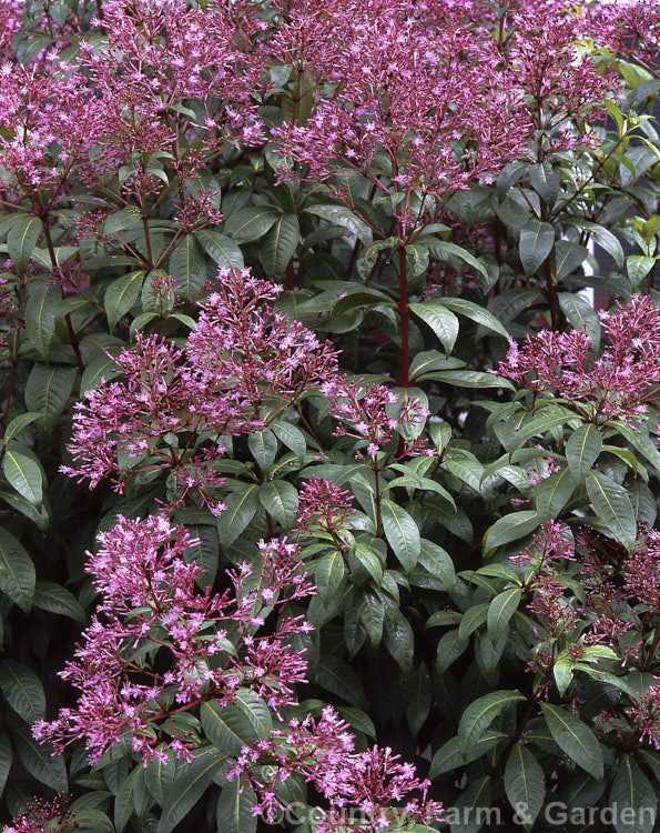 Fuchsia paniculata, a 3-8m shrub or small tree found from Mexico to Panama. The very distinctive and 'un-fuchsia-like' flowers sprays are followed by purplish-blue berries. fuchsiashtml'>Fuchsia. <a href='onagraceae-plant-family-photoshtml'>Onagraceae</a>.