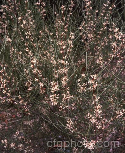 Beaked Hakea or Needlebush Hakea (<i>Hakea epiglottis</i>),a leafless shrub native to Tasmania. It is usually a dense, compact plant but with great age can grow to 3m high and wide. The plants tend to be unisexual in the wild, but cultivated specimens may produce male and female flowers on the same plant or flowers with both male and female parts. Order: Proteales, Family: Proteaceae