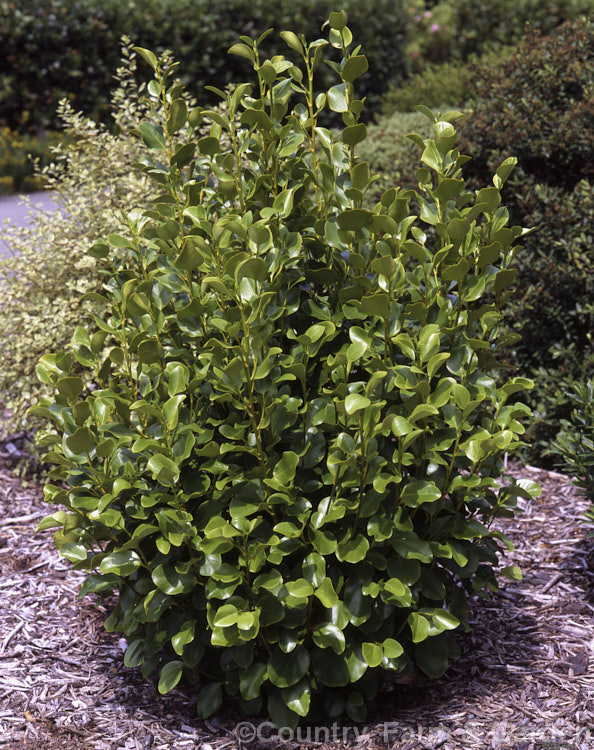 Griselinia littoralis 'Broadway. Mint', a cultivar of a common evergreen shrub native to New Zealand 'Broadway. Mint' has lush, very rounded, bright green leaves. griselinia-2290htm'>Griselinia. <a href='griseliniaceae-plant-family-photoshtml'>Griseliniaceae</a>.