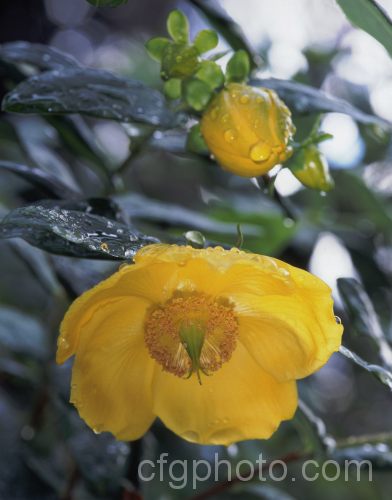 Hypericum choisianum, a 1 x 2m tall, long-flowering, evergreen, shrubby species of St. John's Wort native to the Himalayan region from Pakistan to Burma. hypericum-2179htm'>Hypericum. <a href='hypEricaceae'>Hypericaceae</a>.