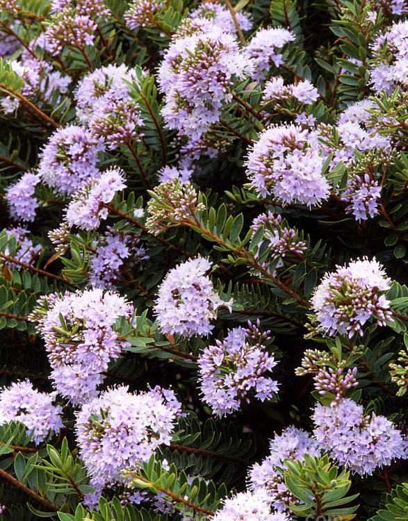 <i>Veronica diosmifolia</i> (syn. <i>Hebe diosmifolia</i>) 'Prostrata', a low-growing form of one of the more commonly cultivated New Zealand hebes. Order: Lamiales, Family: Plantaginaceae