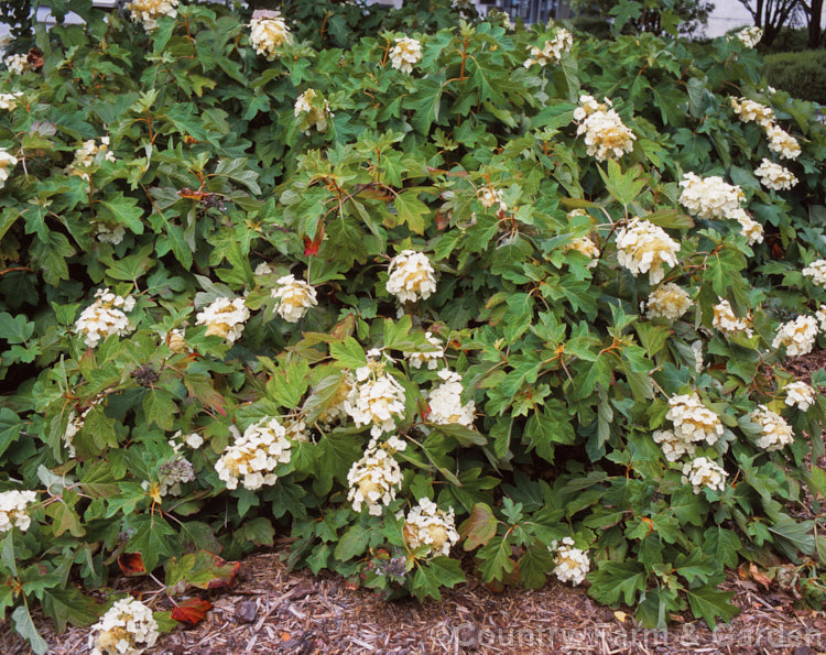 Oak-leaf. Hydrangea (<i>Hydrangea quercifolia</i>), a spreading, 1 -15m tall deciduous shrub native to the southeastern United States. It has bright red autumn foliage. hydrangea-2128htm'>Hydrangea. <a href='hydrangeaceae-plant-family-photoshtml'>Hydrangeaceae</a>.