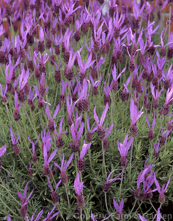 Rabbit-eared. Lavender (<i>Lavandula stoechas subsp. pedunculata</i>), a form of the common. Mediterranean species in which the flower bracts are elongated. lavandula-2175htm'>Lavandula.