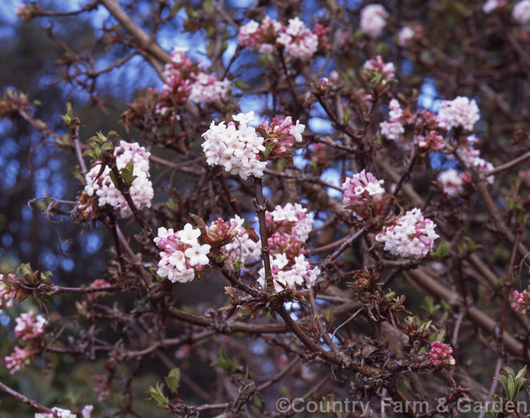 Viburnum x bodnantense (<i>Viburnum farreri x Viburnum grandiflorum</i>), a 3m tall, fragrant, winter-flowering hybrid between two deciduousAsian shrubs. It was raised in the 1930s at Bodnant in Wales. viburnum-2081htm'>Viburnum. <a href='adoxaceae-plant-family-photoshtml'>Adoxaceae</a>.