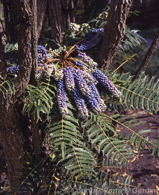 Chinese Holly-Grape (<i>Mahonia lomariifolia</i>), an evergreen, cane-stemmed, clump-forming shrub. The autumn-borne flowers are followed by sprays of small bluish purple grape-like fruit. Order: Ranunculales, Family: Berberidaceae