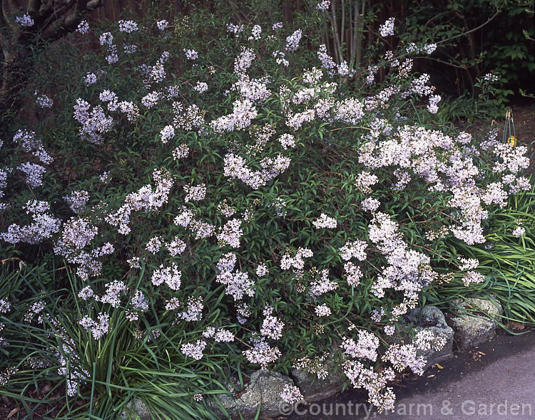 Persian. Lilac (<i>Syringa x persica</i>). This 2m high twiggy shrub is thought to be a hybrid between Syringa x laciniata (<i>Syringa protolaciniata x Syringa vulgaris</i>) and S vulgaris. Order: Lamiales, Family: Oleaceae