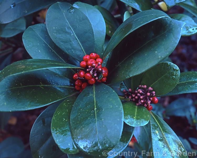 Skimmia japonica, an evergreen shrub from China and Japan. When fertilised, its heads of tiny cream flowers develop into the clusters of bright red berries shown here