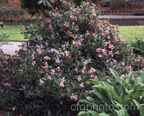 Rhaphiolepis indica 'Enchantress', a compact cultivar of an evergreen shrub native to southern China 'Enchantress' has small, deep pink flowers from mid-autumn to spring