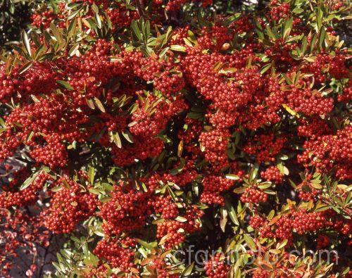Pyracantha 'Brilliant', a vivid red-fruited firethorn cultivar, probably a Pyracantha coccinea x Pyracantha rogersiana hybrid