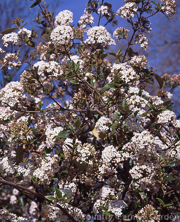 Viburnum x burkwoodii (<i>Viburnum carlesii x Viburnum utile</i>), a semi-deciduous 25-4m tall shrub. Its flowers are strongly scented and borne over a long period from late winter. viburnum-2081htm'>Viburnum. <a href='adoxaceae-plant-family-photoshtml'>Adoxaceae</a>.