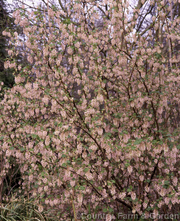 Ribes sanguineum var. glutinosum 'Albidum', a pale pink-flowered form of the Winter. Currant, a late winter-flowering deciduous shrub to 4m tall. Native to the western United States