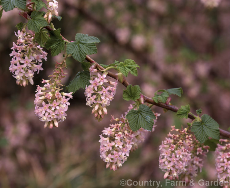 Ribes sanguineum var. glutinosum 'Albidum', a pale pink-flowered form of the Winter. Currant, a late winter-flowering deciduous shrub to 4m tall. Native to the western United States