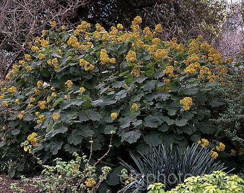 Roldana petasites (syn. Senecio petasitis</i>), a large evergreen perennial or shrub daisy found from Mexico to Nicaragua. It flowers for much of the year, has attractive, large, velvety leaves and can grow to over 3m high and wide. roldana-2724htm'>Roldana.
