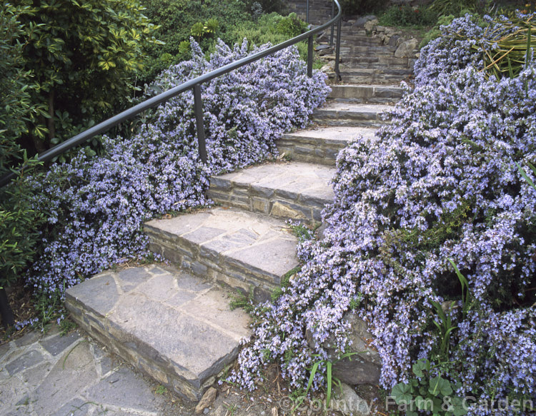 Prostrate Rosemary or Trailing Rosemary (<i>Salvia rosmarinus</i> var. <i>prostrata</i> [syn. <i>Rosmarinus officinalis</i> var. <i>prostrata</i>]), a low, spreading form of a Mediterranean shrub, the flowers and foliage of which are used for fragrance and herbal purposes. Order: Lamiales, Family: Lamiaceae