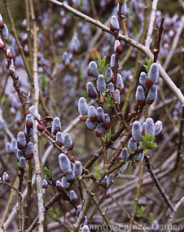 Salix apoda (syn. Salix hastata var. apoda</i>), a shrubby 1-1.5m tall willow native to north central Europe and the Caucasus Grown mainly for its catkins. Order: Malpighiales, Family: Salicaceae