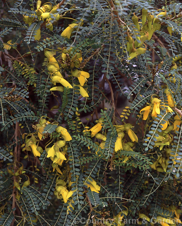 Kowhai (<i>Sophora microphylla</i>), one of two species of briefly deciduous spring-flowering New Zealand trees to share this name, this species has smaller leaflets and deeper golden-yellow coloured flowers than its more widely grown relative, Sophora tetraptera. This species also occurs in Chile. sophora-2142htm'>Sophora.
