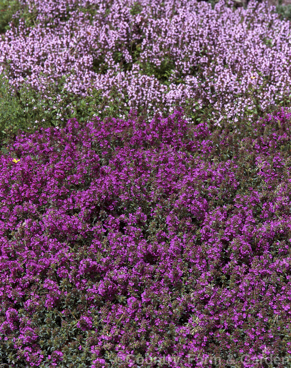 Red Wild Thyme (<i>Thymus serpyllum 'Coccineus'), a spreading, deep purple-red-flowered cultivar of the common northern European Wild Thyme. Order: Lamiales, Family: Lamiaceae