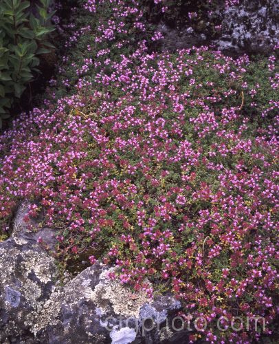 Wild Thyme (<i>Thymus serpyllum</i>), a prostrate, evergreen, summer-flowering shrub from northern Europe with very aromatic foliage occasionally used in cooking and which has given rise to many garden cultivars. Order: Lamiales, Family: Lamiaceae