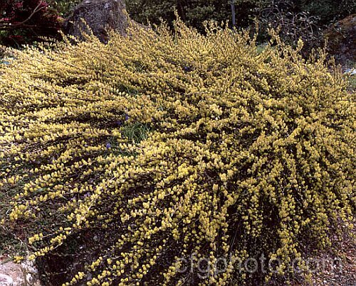 Creeping Willow (<i>Salix repens</i>), a low, spreading, deciduous shrub found from cool-temperate. Europe to Siberia. It seldom exceeds 12m tall and is popular as a large-scale groundcover for rockeries