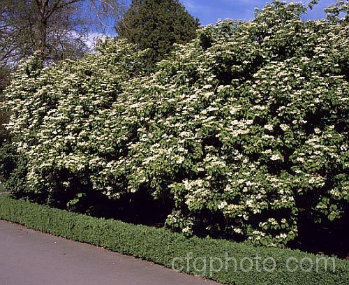 Viburnum plicatum, a 3m tall deciduous, spring-flowering shrub native to Japan and China. Red berries, ripening to black, follow the flower heads. viburnum-2081htm'>Viburnum.. viburnum-2081htm'>Viburnum. <a href='adoxaceae-plant-family-photoshtml'>Adoxaceae</a>.