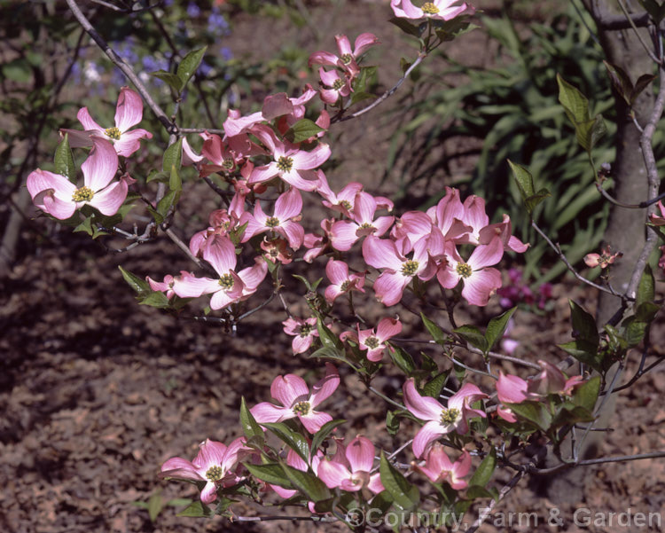 Cornus florida 'Spring Song'. This cultivar is a particularly brightly coloured form of the Eastern Flowering Dogwood of North America. Its bracts are also slightly larger than those of the species. Order: Cornales, Family: Cornaceae
