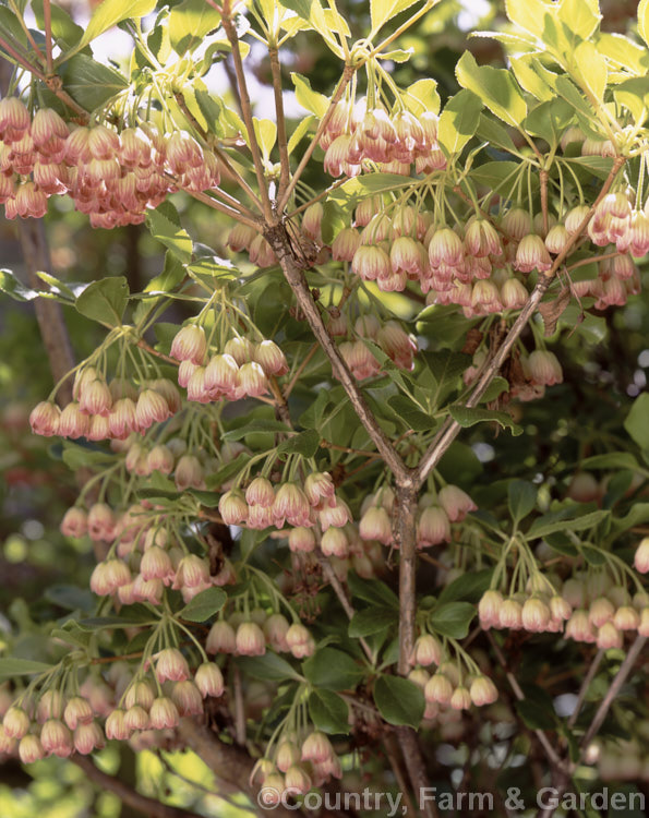 Furin. Tsutsuji (<i>Enkianthus campanulatus</i>), a Japanese deciduous shrub or small tree with clusters of tiny, pendulous, bell-shaped flowers in spring and vividly coloured autumn foliage. enkianthus-2184htm'>Enkianthus. Order: Ericales, Family: Ericaceae
