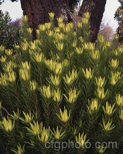 Leucadendron 'Inca Gold', a fairly hardy cultivar from a Leucadendron salignum x Leucadendron laureolum cross. Its bracts develop their best bright yellow colouring in late winter. leucadendron-2138htm'>Leucadendron.