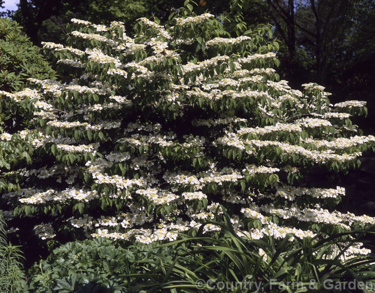 Viburnum plicatum 'Mariesii', a form of a common. Chinese and Japanese spring-flowering deciduous shrub in which the branches are strongly horizontal, creating a tiered effect. viburnum-2081htm'>Viburnum.. viburnum-2081htm'>Viburnum. <a href='adoxaceae-plant-family-photoshtml'>Adoxaceae</a>.