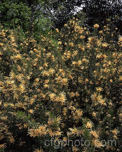 Grevillea 'Austraflora. CanterburyGold' (probably. G aquifolium x G acanthifolia</i>), a tough, spreading cultivar that thrives in partial shade as well as the more usually recommended full sun