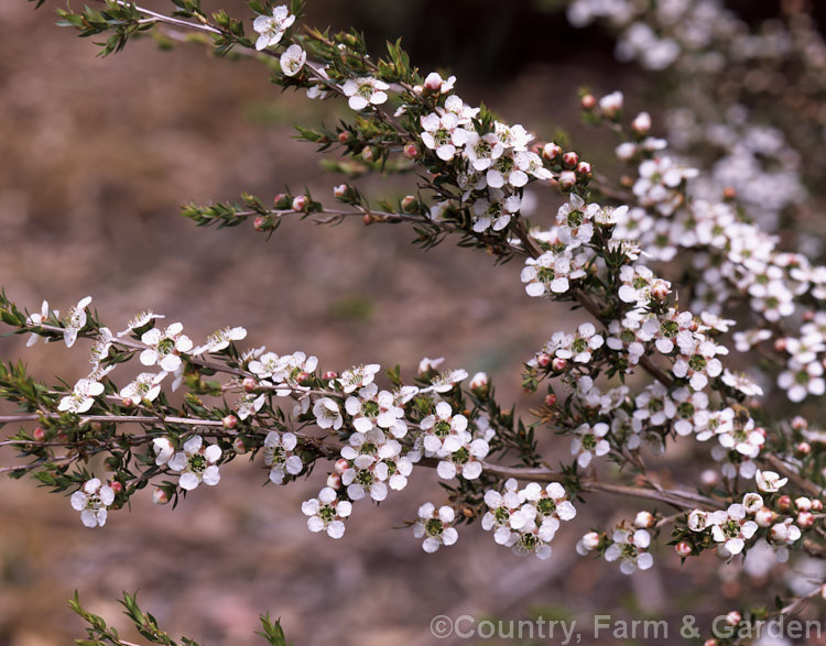Leptospermum novae-angliae, an evergreen shrub native to the New England. Tableland of NSW,Australia. It has a rather open, spreading habit and flowers in spring