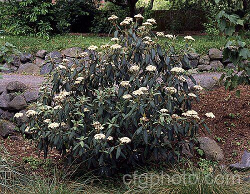 Viburnum rhytidophyllum, a spring-flowering evergreen shrub from central and western China that grows to around 6m high. The distinctive dark green rugose foliage has a tan indumentum on the underside. viburnum-2081htm'>Viburnum.. viburnum-2081htm'>Viburnum. <a href='adoxaceae-plant-family-photoshtml'>Adoxaceae</a>.