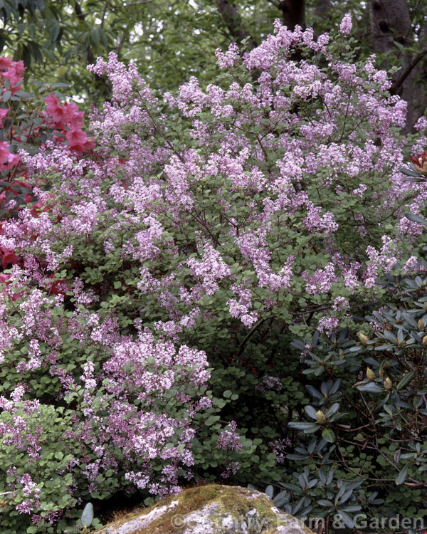 Syringa patula, a 3m high x 2m wide deciduous shrub from Korea and northern China. Order: Lamiales, Family: Oleaceae