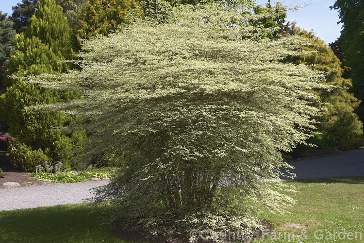 Wedding Cake Dogwood (<i>Cornus alternifolia 'Argentea' [syn 'Variegata']). This gracefully tiered variegated cultivar of the eastern North American Pagoda Dogwood or Green Osier is difficult to propagate and hence rare. Order: Cornales, Family: Cornaceae