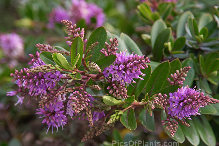 <i>Veronica</i> (syn. <i>Hebe</i>) 'Inspiration', a <i>Veronica speciosa</i> x <i>Veronica diosmifolia</i> hybrid bred in the 1950s at Duncan and Davies Nursery, New Plymouth, New Zealand. It flowers heavily and develops into a densely foliaged, spreading bush. Order: Lamiales, Family: Plantaginaceae