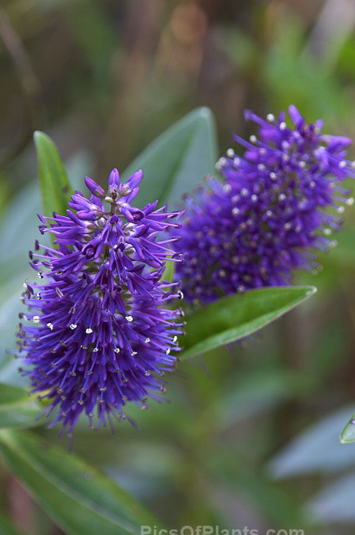 <i>Veronica speciosa</i> (syn. <i>Hebe speciosa</i>) 'Alicia Amherst', a British-raised, purple-flowered cultivar of a usually deep magenta pink-flowered New Zealand evergreen shrub found in coastal parts of the North Island and the far north of the South Island Order: Lamiales, Family: Plantaginaceae