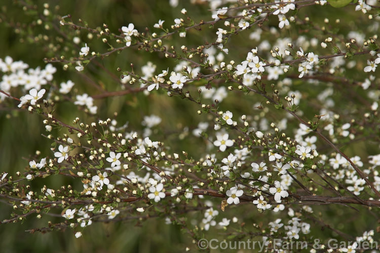Garland. Spiraea (<i>Spiraea x arguta</i>), a probable hybrid between Spiraea x multiflora and Spiraea thunbergii, this bushy, 2m tall, deciduous shrub produces corymbs of small white flowers in early spring. spiraea-3326htm'>Spiraea.